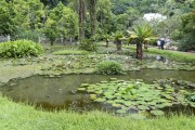 Small lake with aquatic plants in the Botanical Garden of Rio de Janeiro - Rio de Janeiro city - Rio de Janeiro state (RJ) - Brazil
