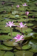 Pink tropical water lily (Nymphaea rubra) in a lake in the Botanical Garden of Rio de Janeiro - Rio de Janeiro city - Rio de Janeiro state (RJ) - Brazil