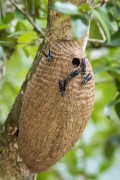 Detail of a wasp hive in the Botanical Garden of Rio de Janeiro - Rio de Janeiro city - Rio de Janeiro state (RJ) - Brazil