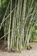 Bamboo grove detail in the Botanical Garden of Rio de Janeiro - Rio de Janeiro city - Rio de Janeiro state (RJ) - Brazil