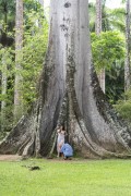 Couple taking photos at the base of Kapok tree (Ceiba pentandra) - Rio de Janeiro Botanical Garden - Rio de Janeiro city - Rio de Janeiro state (RJ) - Brazil