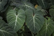 Detail of plant leaves - Rio de Janeiro Botanical Garden  - Rio de Janeiro city - Rio de Janeiro state (RJ) - Brazil