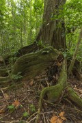 Detail of a tree root and trunk inside the Atlantic Forest - Aguas Natural Reserve - Antonina city - Parana state (PR) - Brazil