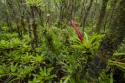 Bromeliads in the interior of the Atlantic Forest - Volta Velha Reserve - Itapoa city - Santa Catarina state (SC) - Brazil