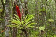 Bromeliads in the interior of the Atlantic Forest - Volta Velha Reserve - Itapoa city - Santa Catarina state (SC) - Brazil
