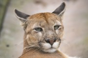 Puma (Puma concolor) - Jaguar Breeding - Campina Grande do Sul city - Parana state (PR) - Brazil