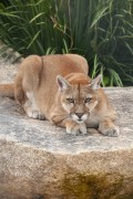 Puma (Puma concolor) - Jaguar Breeding - Campina Grande do Sul city - Parana state (PR) - Brazil