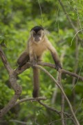 Capuchin (Sapajus cay) - Pocone city - Mato Grosso state (MT) - Brazil