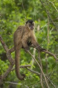 Capuchin (Sapajus cay) - Pocone city - Mato Grosso state (MT) - Brazil