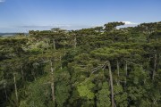 Forest with Araucarias (Araucaria angustifolia) -  Rio Bonito Municipal Ecological Station - Turvo city - Parana state (PR) - Brazil