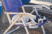 Dog sleeping in beach chair - Arpoador Beach - Rio de Janeiro city - Rio de Janeiro state (RJ) - Brazil