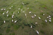 Picture taken with drone of grazing with nelore cattle - Sao Jose do Rio Preto city - Sao Paulo state (SP) - Brazil