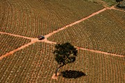 Aerial view of pineapple plantation - Bartira Farm - Canapolis city - Minas Gerais state (MG) - Brazil