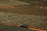 Aerial view of pineapple plantation - Bartira Farm - Canapolis city - Minas Gerais state (MG) - Brazil