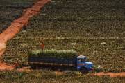 Aerial view of pineapple harvest - Bartira Farm - Canapolis city - Minas Gerais state (MG) - Brazil