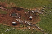 Aerial view of Nelore cattle breeding - Bartira Farm - Canapolis city - Minas Gerais state (MG) - Brazil