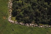 Aerial view of Nelore cattle breeding - Bartira Farm - Canapolis city - Minas Gerais state (MG) - Brazil