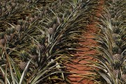 Pineapple plantation - Bartira Farm - Canapolis city - Minas Gerais state (MG) - Brazil