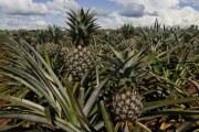 Pineapple plantation - Bartira Farm - Canapolis city - Minas Gerais state (MG) - Brazil