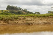 Siltation and absence of riparian forest on the banks of the Pomba River - Guarani city - Minas Gerais state (MG) - Brazil