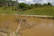Trunk of a fallen tree in an area of siltation and absence of riparian forest on the banks of the Pomba River - Guarani city - Minas Gerais state (MG) - Brazil