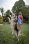 Woman walks with Siberian Husky dog in Guarani farm - Guarani city - Minas Gerais state (MG) - Brazil
