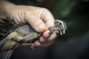 Biologist making banding in Green-winged Saltator (Saltator similis) for later release in Tijuca National Park - Rio de Janeiro city - Rio de Janeiro state (RJ) - Brazil