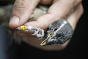 Biologist making banding in Green-winged Saltator (Saltator similis) for later release in Tijuca National Park - Rio de Janeiro city - Rio de Janeiro state (RJ) - Brazil