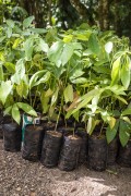 Tree seedlings for reforestation in the Tijuca National Park area - Rio de Janeiro city - Rio de Janeiro state (RJ) - Brazil