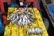 Sale of fish in the port of Manaus - Manaus city - Amazonas state (AM) - Brazil