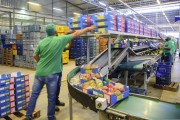 Workers in boxing warehouse for mango for export to American market - Petrolina city - Pernambuco state (PE) - Brazil