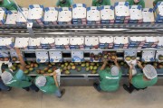 Workers in boxing warehouse for mango for export to American market - Petrolina city - Pernambuco state (PE) - Brazil