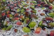 Mangoes being washed in a fruit processing warehouse - Petrolina city - Pernambuco state (PE) - Brazil
