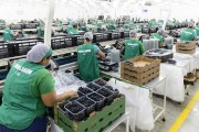 Workers assembling boxes of Vitoria table grapes in a fruit processing shed - Petrolina city - Pernambuco state (PE) - Brazil