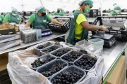 Workers assembling boxes of Vitoria table grapes in a fruit processing shed - Petrolina city - Pernambuco state (PE) - Brazil