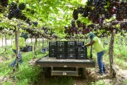Workers collecting boxes of Vitoria grapes harvested from a grapevine - Petrolina city - Pernambuco state (PE) - Brazil