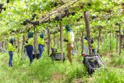 Workers harvesting bunches of table grapes on a vine of the Vitoria variety - Petrolina city - Pernambuco state (PE) - Brazil