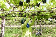 Female worker cutting bunches of table grapes with scissors in a vine of the Vitoria variety - Petrolina city - Pernambuco state (PE) - Brazil