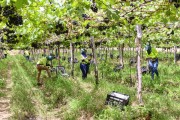 Workers harvesting bunches of table grapes on a vine of the Vitoria variety - Petrolina city - Pernambuco state (PE) - Brazil