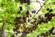 Vitoria variety table grape vine - Petrolina city - Pernambuco state (PE) - Brazil