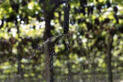 Micro-sprinkler irrigation in a table grape plantation - Petrolina city - Pernambuco state (PE) - Brazil