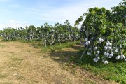 Palmer variety mango orchard with fruits exposed to the sun covered with kaolin to prevent sunburn - Petrolina city - Pernambuco state (PE) - Brazil