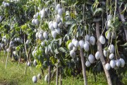 Palmer variety mango orchard with fruits exposed to the sun covered with kaolin to prevent sunburn - Petrolina city - Pernambuco state (PE) - Brazil