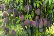 Palmer variety mango orchard - Petrolina city - Pernambuco state (PE) - Brazil
