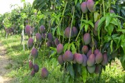 Palmer variety mango orchard - Petrolina city - Pernambuco state (PE) - Brazil