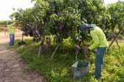 Workers harvesting mangoes of the Palmer variety - Petrolina city - Pernambuco state (PE) - Brazil