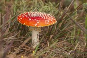 Red fungus (Amanita muscaria) - An exotic species associated with pine - Sao Jose dos Ausentes city - Rio Grande do Sul state (RS) - Brazil