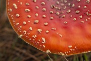 Red fungus (Amanita muscaria) - An exotic species associated with pine - Sao Jose dos Ausentes city - Rio Grande do Sul state (RS) - Brazil