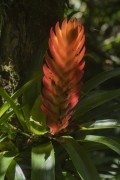 Bromeliad flower - Guaricana National Park - covers the municipalities of Sao Jose dos Pinhais, Guaratuba and Morretes - Guaratuba city - Parana state (PR) - Brazil
