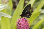 Butterfly and Bromeliad Quesnelia sp. - Superagui National Park - Guaraquecaba city - Parana state (PR) - Brazil